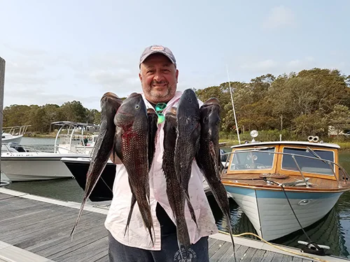 A Few Nice Sea Biscuits
