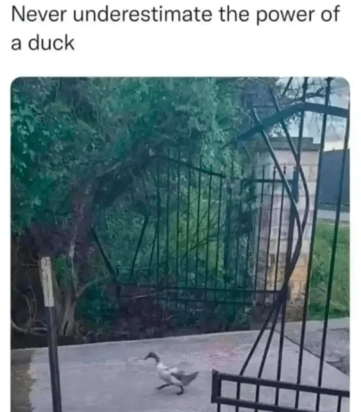never-underestimate-power-duck.webp