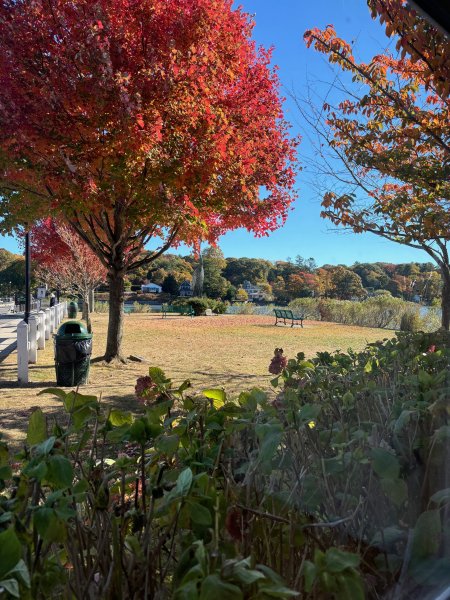 office back yard.jpg