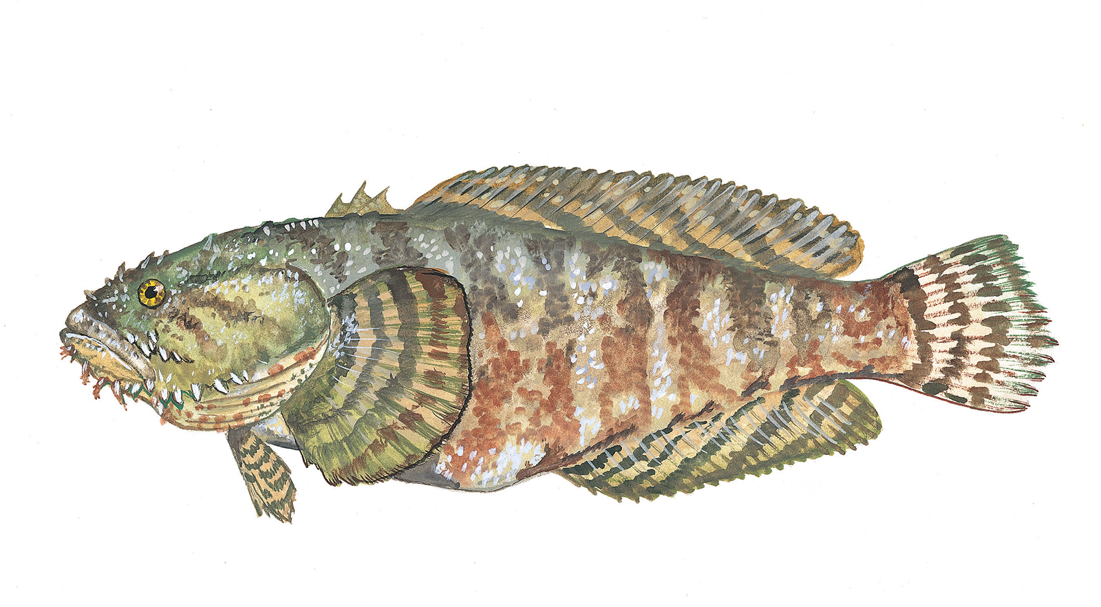 Oyster-Toadfish.jpg