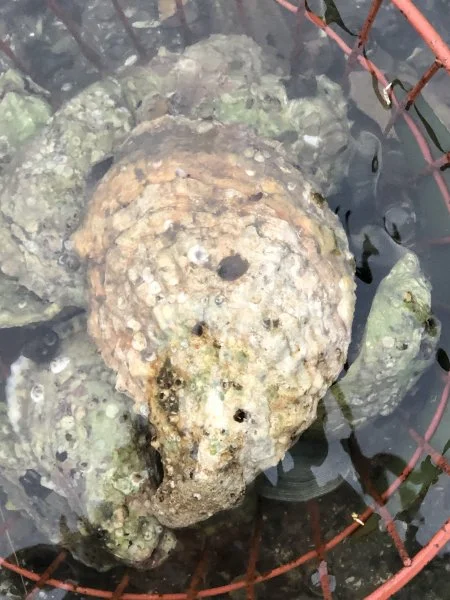 oysterzilla.webp