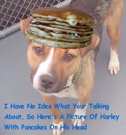 pancake harley.webp