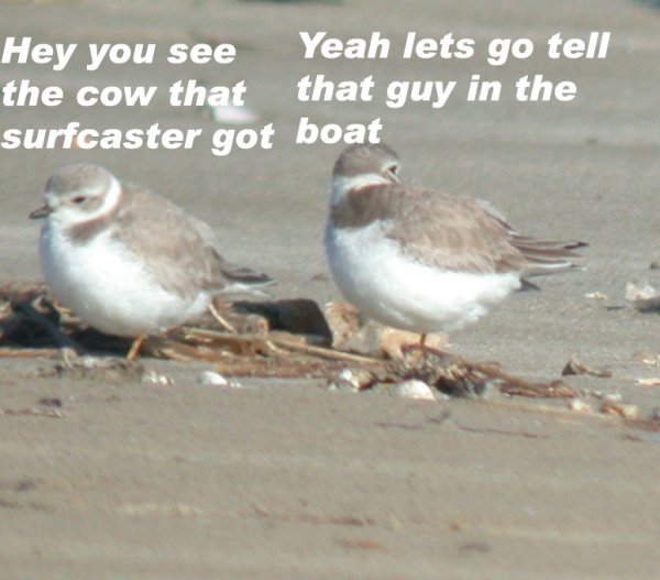 PipingPlover1.jpg