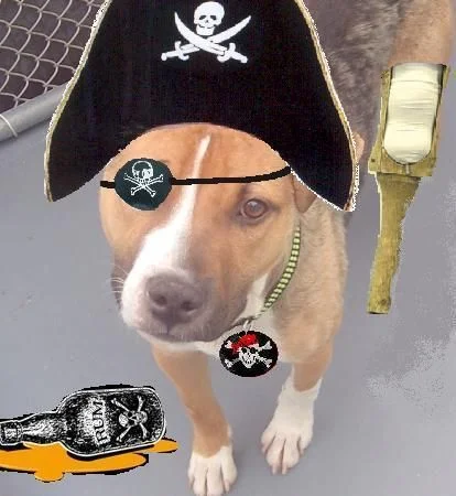 pirate harley.webp