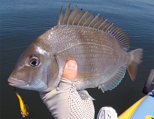 porgy-thumb-mirrored-FINAL-1.png