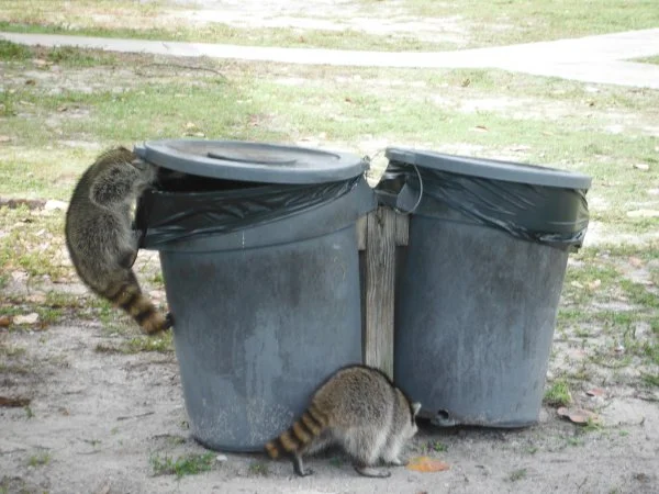 racoons 004.webp