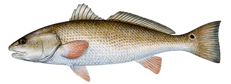 Red-Drum.png
