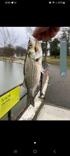 Screenshot_20230328_205434_Fishbrain.webp