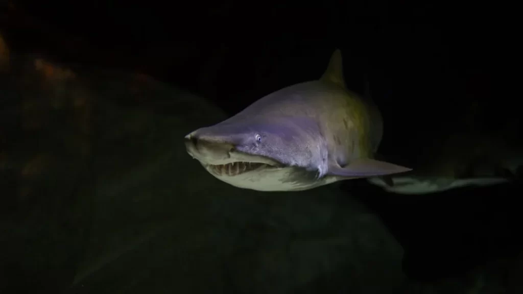 shark-1024x576.webp