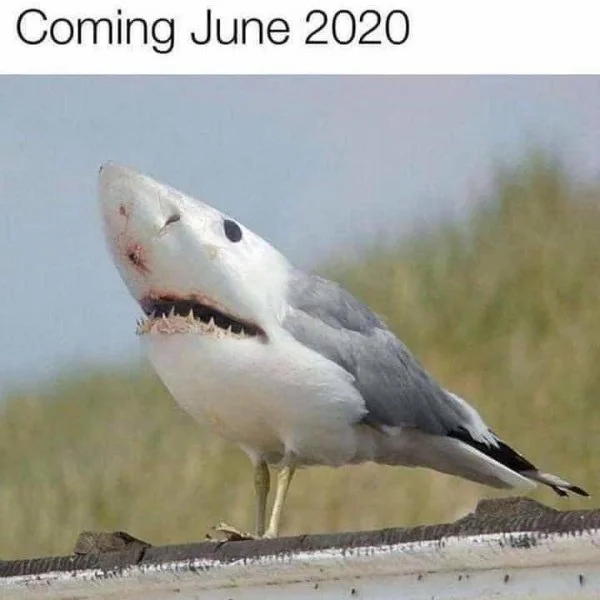 Sharkgull.jpeg.webp