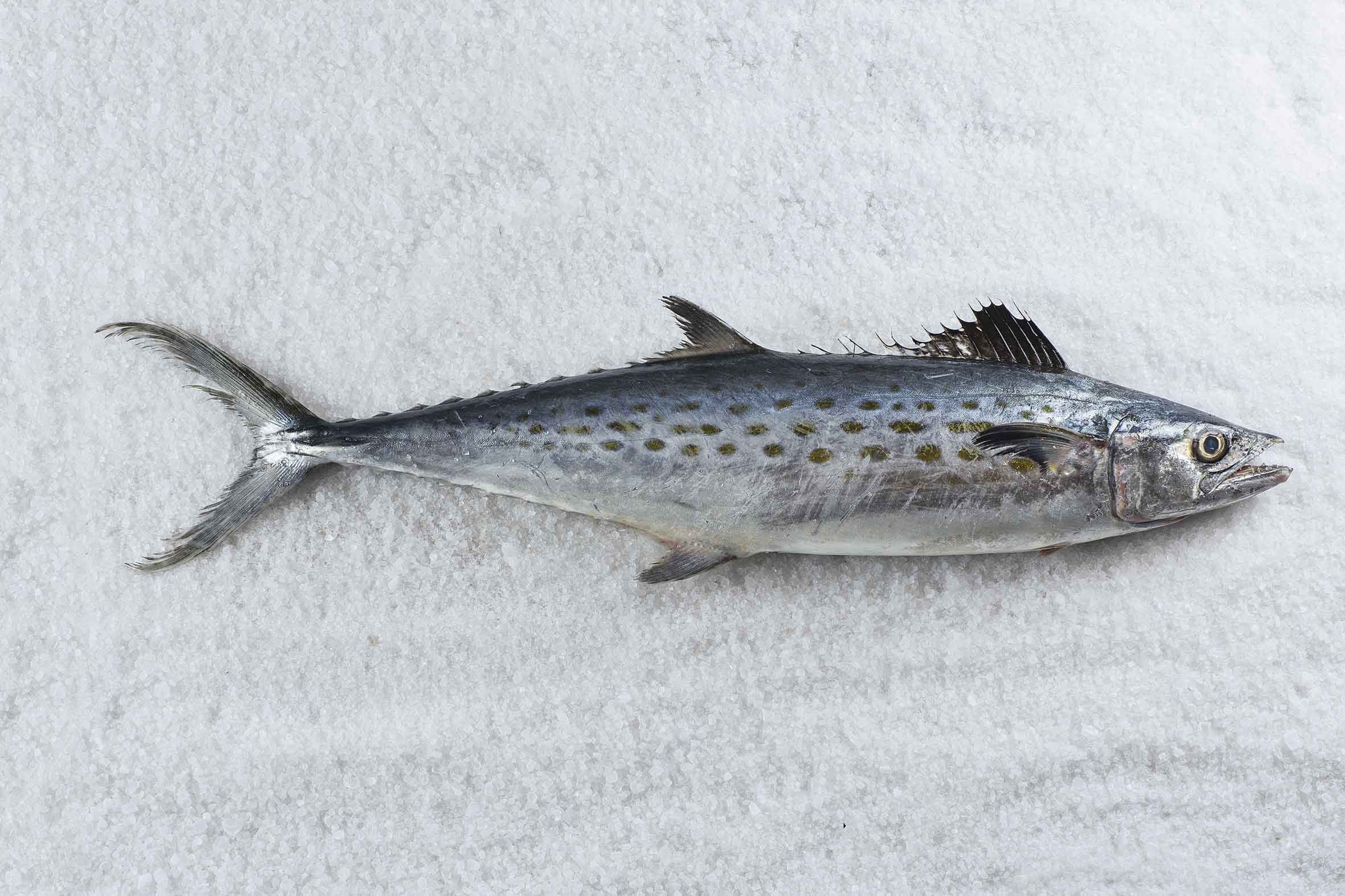 Spanish-mackerel.jpg