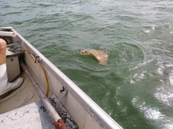 sting ray.webp