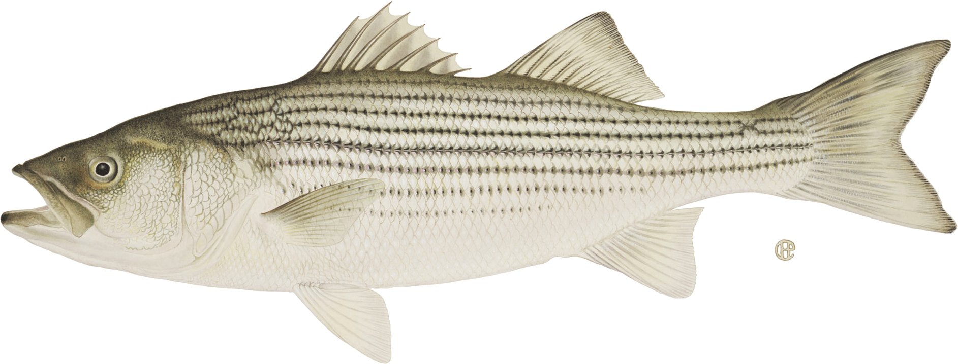 Striped-Bass.jpg