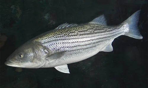 Striped_Bass_page_image1.webp