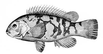 Tautog-Blackfish.jpg