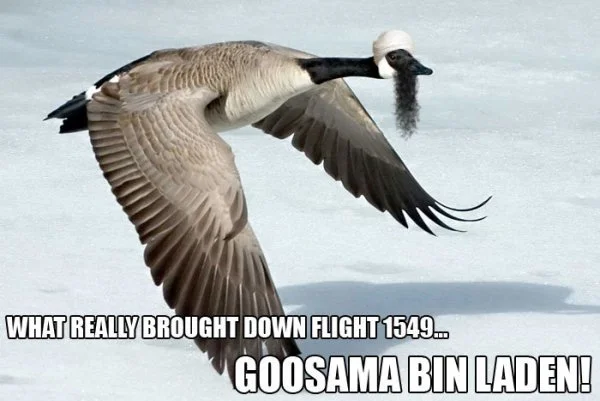 Terrorist Geese.webp