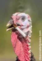 th.webp
