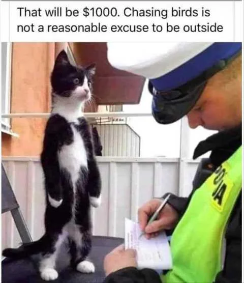 that-will-be-1000-chasing-birds-not-reasonable-excuse-to-be-outside-cat.webp