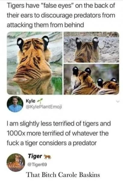 Tiger.jpeg.webp