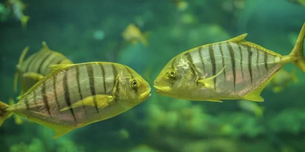 two-fishes-talking-art-spectrum.webp