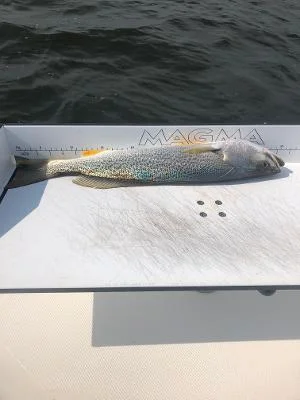 weakfish 3.webp