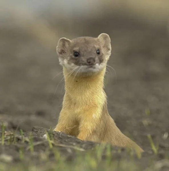 weasel.webp