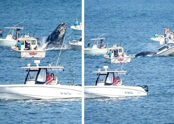 Whale 2.webp