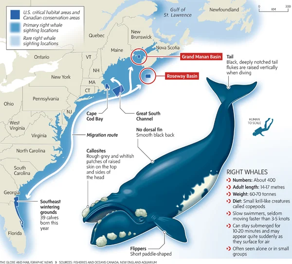 whales_habitat_gr_79541artw.webp