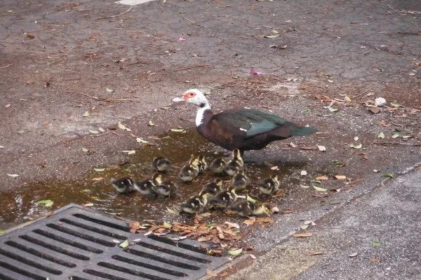 white duck 002.webp