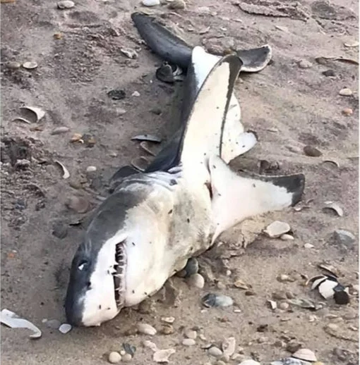 white fire island.png