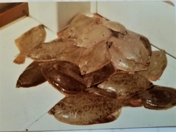 winterflounder80s.webp