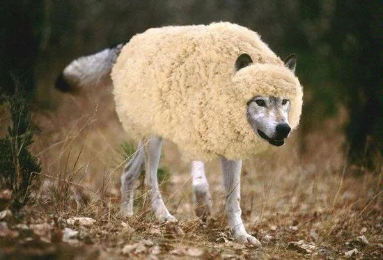 wolf.webp
