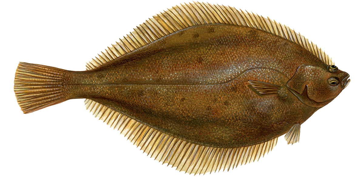 yellowtail-flounder.webp