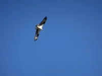 DSC00022.webp