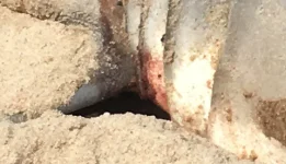 white close up.webp