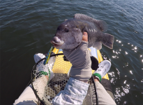 Porgy on Artificials