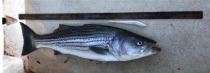 Striped Bass