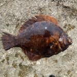 Winter-Flounder.jpeg