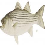 Striped-Bass.jpg
