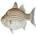 Marine-Striped-Bass.jpg