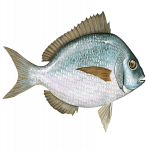 Scup-Porgy.png