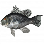 Black-Sea-Bass.png