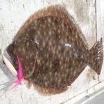 Summer-Flounder-Fluke.jpg