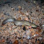 American-Eel.jpg