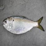 Atlantic-Menhaden.jpg