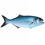Bluefish.png
