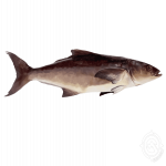 Cobia.png