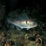 Haddock.jpg