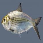 Hickory-Shad.jpg
