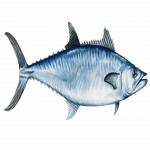 King-mackerel-e1695178781672.png